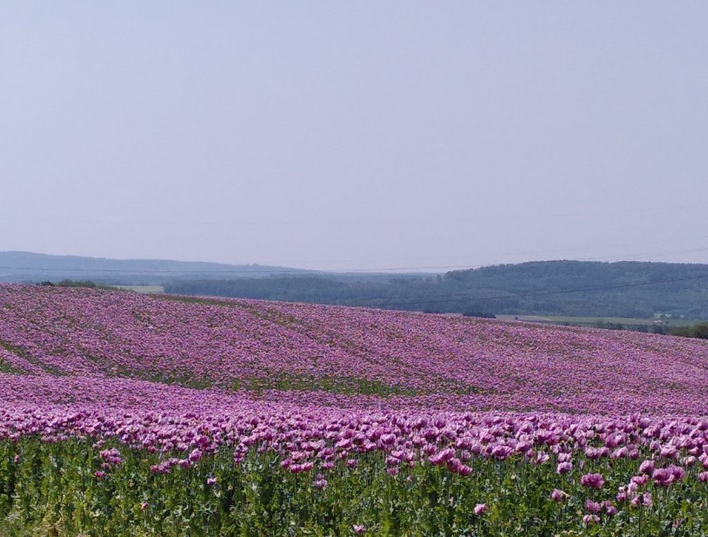Mohnfeld in Hohenlohe